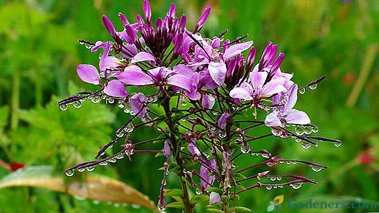 Cleoma gėlė Iš sėklų auginamų augalų apželdinimas ir priežiūra Sėjant ant sodinukų