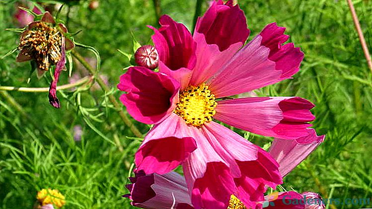 Квітка космея Вирощування з насіння Коли садити Посадка і догляд у відкритому грунті Фото сортів