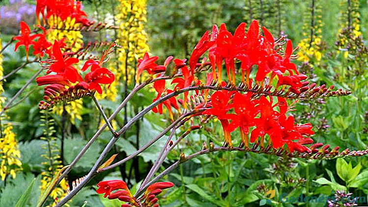 Crocosmia kvety výsadba a starostlivosť v otvorenom poli Výsadba žiaroviek Kedy sa pestovať montrection Foto