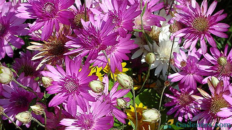 Flower xerantemum Pestovanie semien doma Foto a popis odrôd