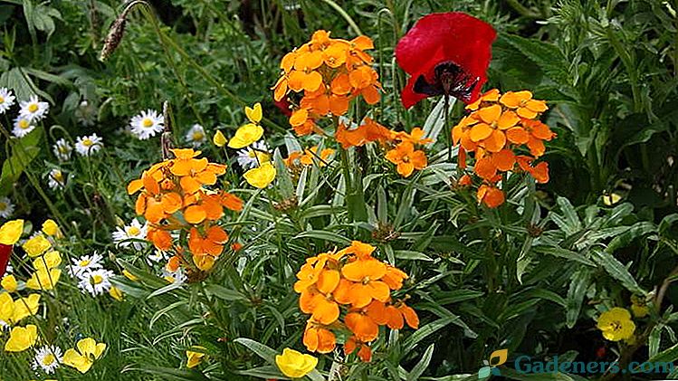 Lacfiol Flower Výsadba a starostlivosť v teréne Kultivácia zo semien Foto druhov a odrôd