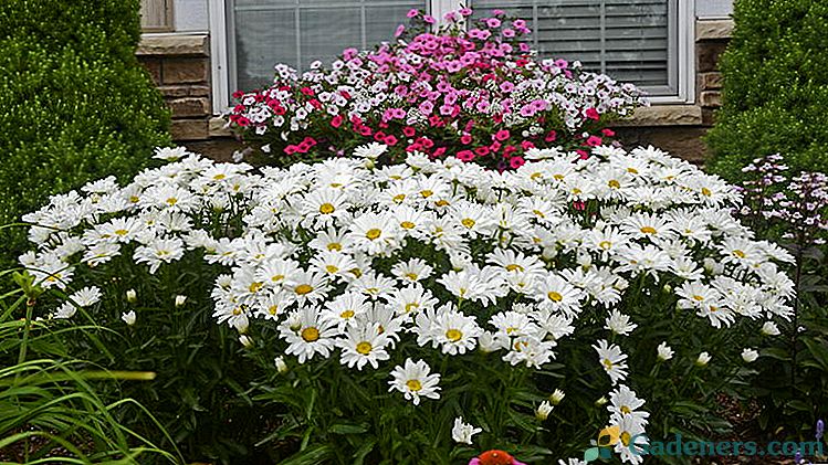 Kvet leukantémum Nivyanik Kultivácia semien Výsadba a starostlivosť v teréne Fotografické odrody