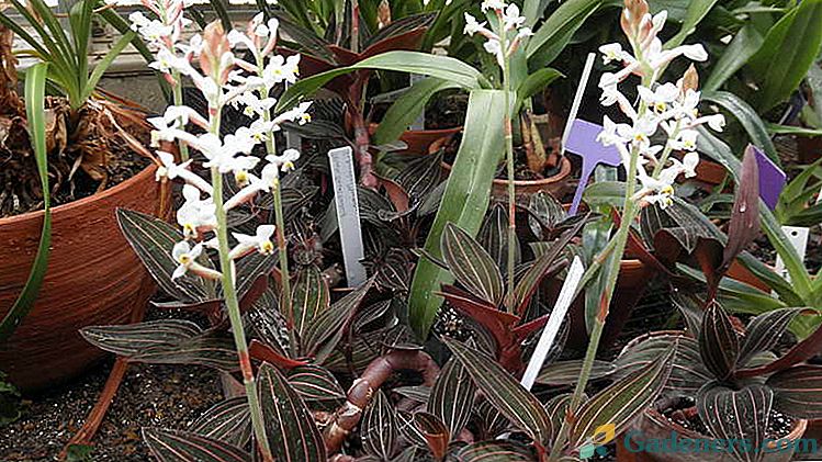 Flower ludiziya dragocena orhideja Domača nega Reprodukcijski potaknjenci