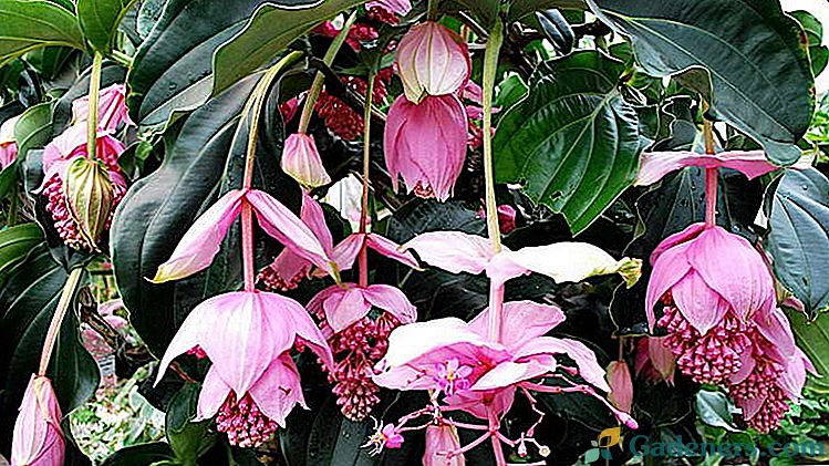 Cvjetnica Medinilla home care Reprodukcijska reznica Uzgoj sjemenja Fotografija