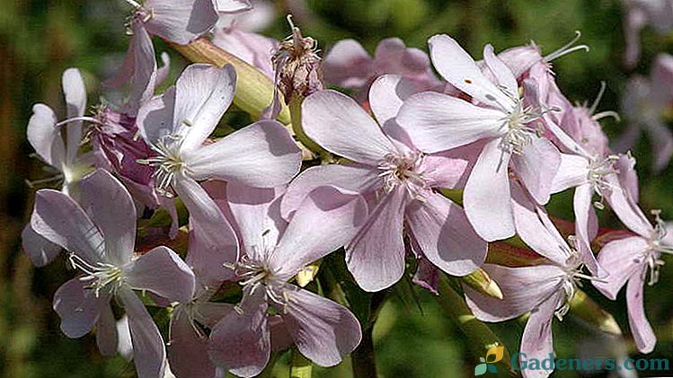 Kwiat steatyt lub saponaria Kultywacja od ziaren Zasadzać i opieka w otwartym polu Fotografia gatunki.