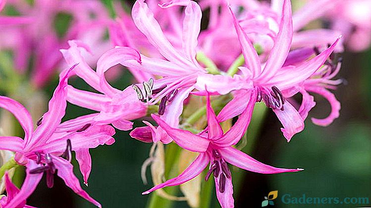 Květina Nerine Sázenka a péče na volném poli Péče doma Reprodukce Foto druh