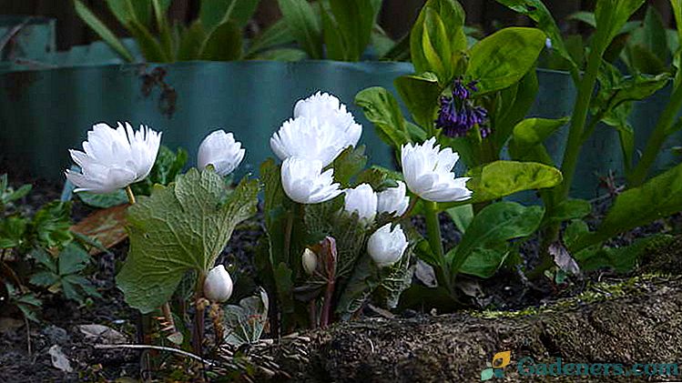 Květina Sanguinaria Canadian Sázenka a péče v otevřeném poli Kultivace ze semen Photo odrůdy