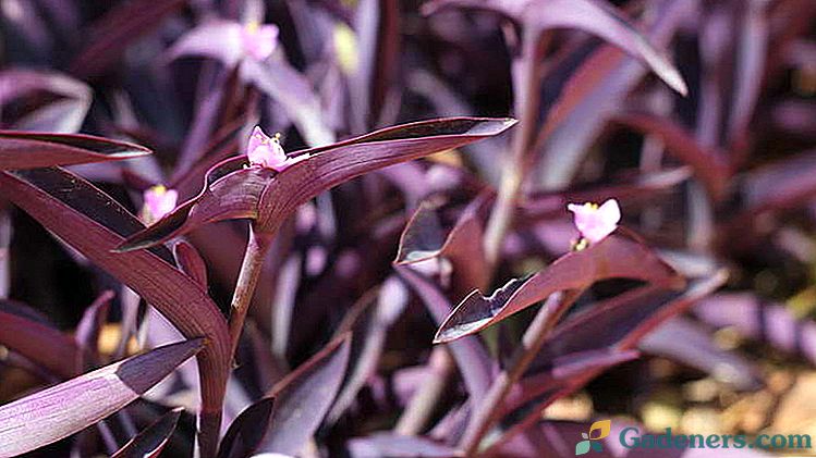 Kwiat setkreaziya fioletowy, paski i zielone sadzonki reprodukcji opieki