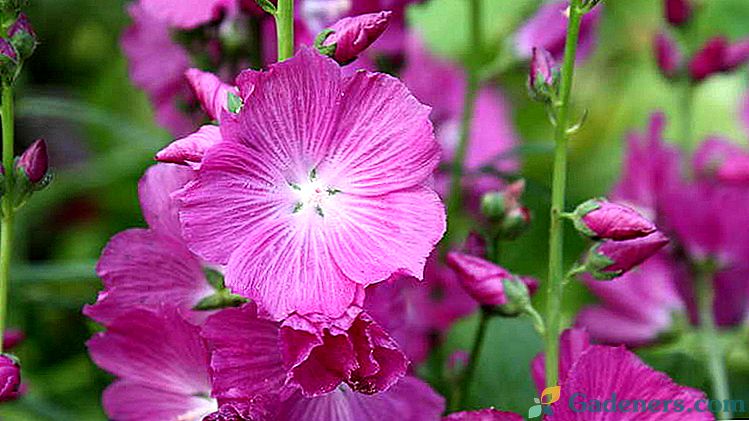 Cvet Sidalcea Sajenje in skrb na odprtem polju Kultivacija iz semen Slika sort z imeni.
