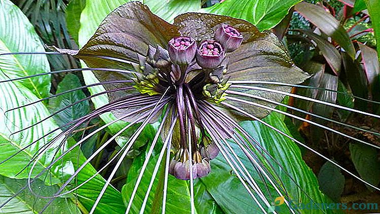 Квітка Такка кажан Догляд в домашніх умовах Вирощування з насіння Фото видів