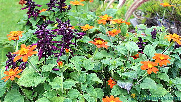 Цветни титонијум Садња и негу у врту Узгој семена када се сади на садницама Фото сорте