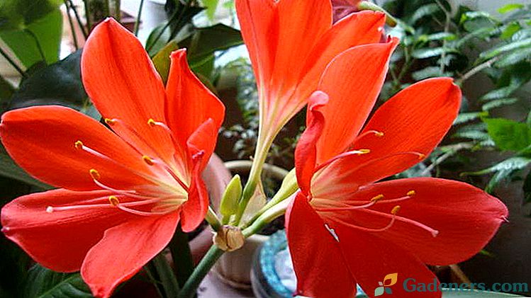 Kwiat vallota Troska w domu Dlaczego vallota nie kwitnie Kwiaty fotografii