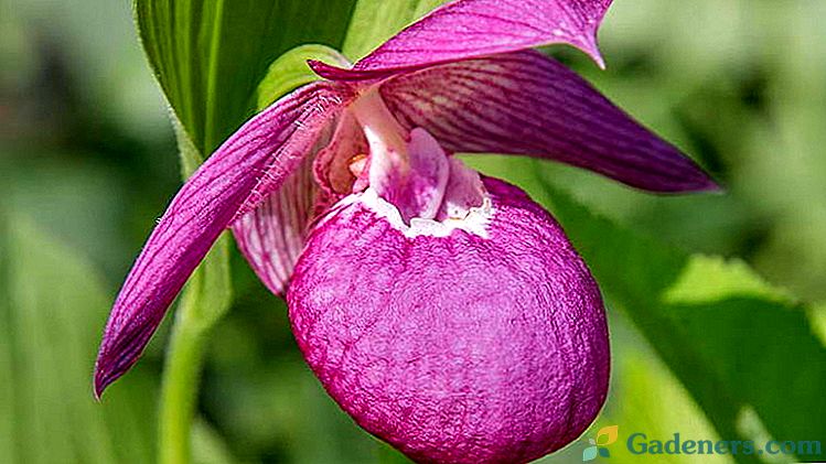 Flower Venerin natika velik cvetni fotografija in opis Nega rastlin
