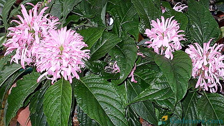Якобин цвете Грижа за дома Снимки на сортовете Репродукция с резници и семена