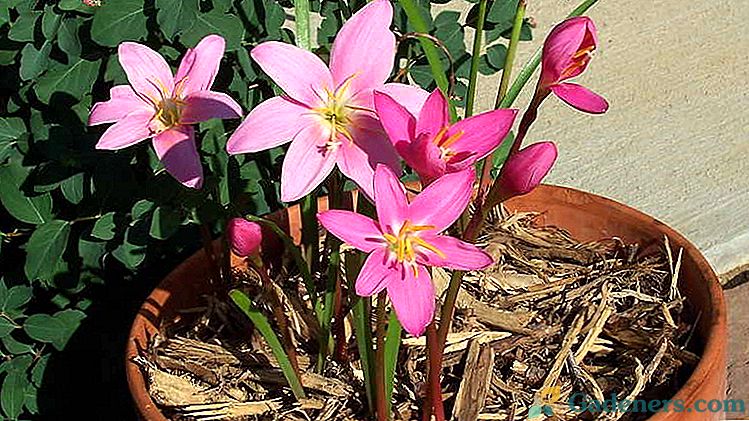 Cvetlični zephyranthes Sajenje in oskrba na domu Reprodukcija Foto vrste in imena