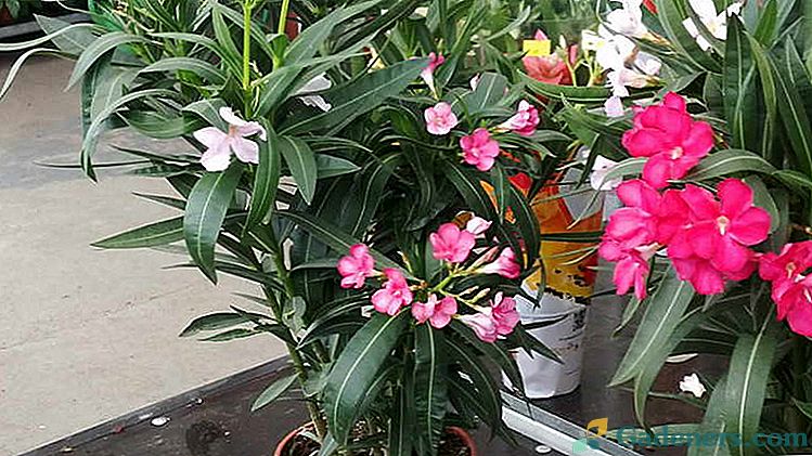 Kvitnúce oleander Kultivácia a starostlivosť doma Reprodukcia Fotografické odrody