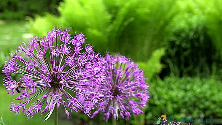 Allium ukrasni luk Nalazite se i ostavite na otvorenom terenu