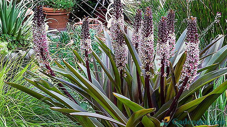 Eucomis pineapple lily Sadzenie i pielęgnacja w otwartym polu Rośnie z nasion Rozmnażanie Zdjęcie