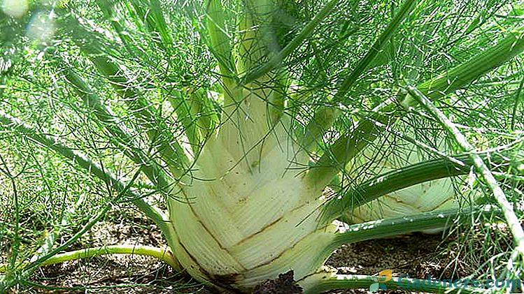 Зеленчуков копър Отглеждане на семена за разсад Засаждане и грижи на открито