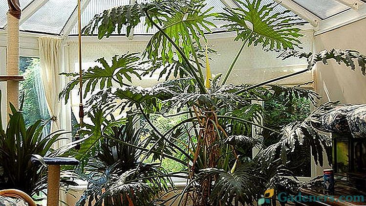 Philodendron home care Fotografie druhov a názvov Reprodukcia rezmi a vrstvenie