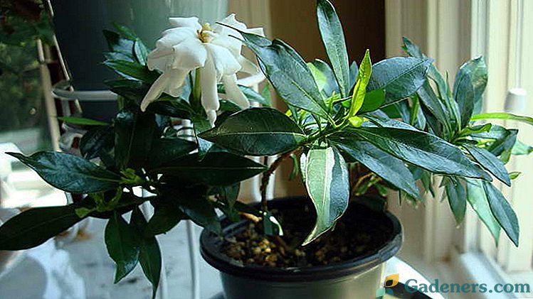 Gardenia jazminų formos namų priežiūra Reprodukcija Kaip persodinti po pirkimo