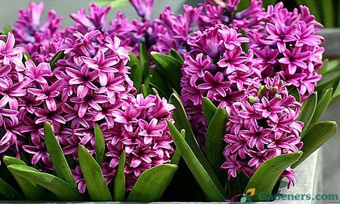 Hyacint doma Péče v průběhu a po květu Foto odrůdy a popis