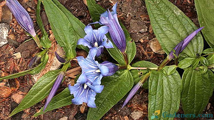 Vysádzanie a starostlivosť o horca na otvorenom poli Kultivácia zo semien Reprodukcia Fotografie z kvetov