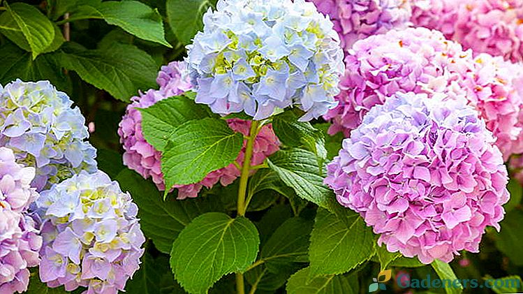 Hydrangea záhrada výsadba a starostlivosť v otvorenom poli Reprodukcia rezancami Prerezávanie Top obliekanie