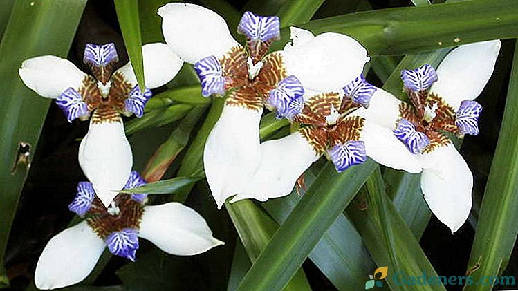 Iris neomarika Péče doma Reprodukce rozdělením keřů a dětí Fotografie druhů