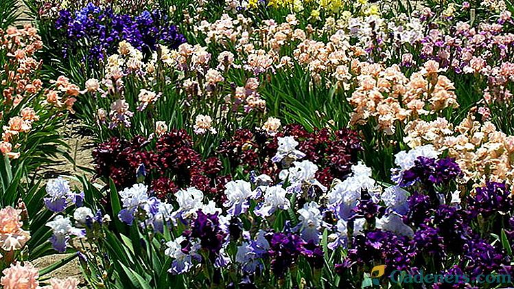 Irises posaditev in oskrba v odprtem zemljišču Foto in sorta imena z opisi