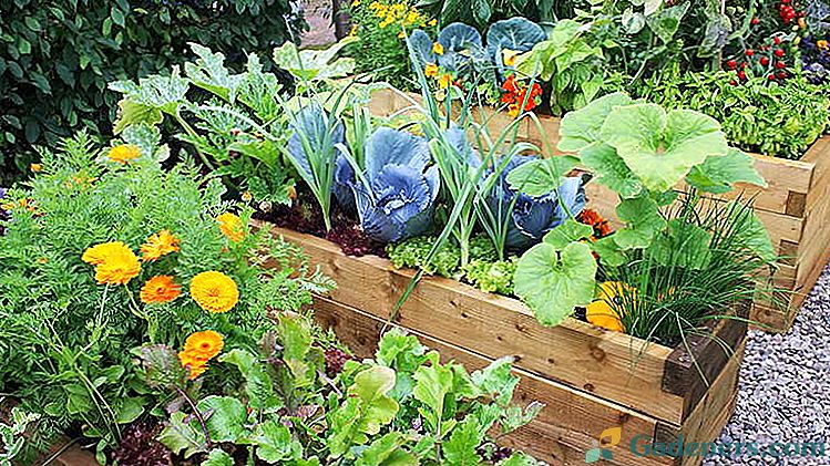 Kako hraniti kvasac povrće, bobice i cvijeće Recepti gnojidbe kvasac Kako kuhati