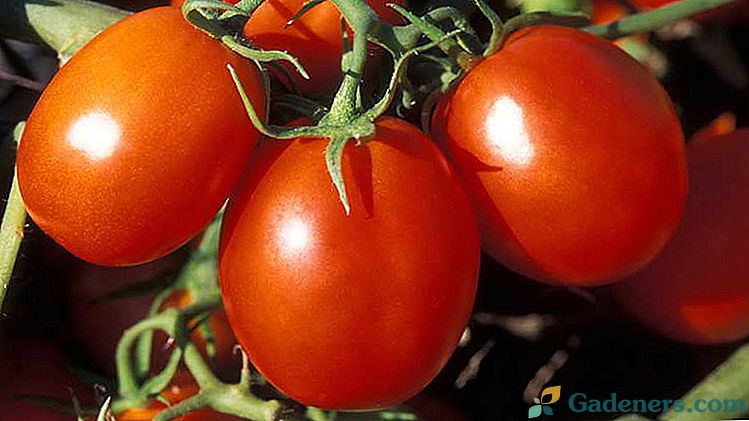 Как да се хранят домати в оранжерията и отворена земя. Топ дресинг за цъфтящи яйчници и реколта.