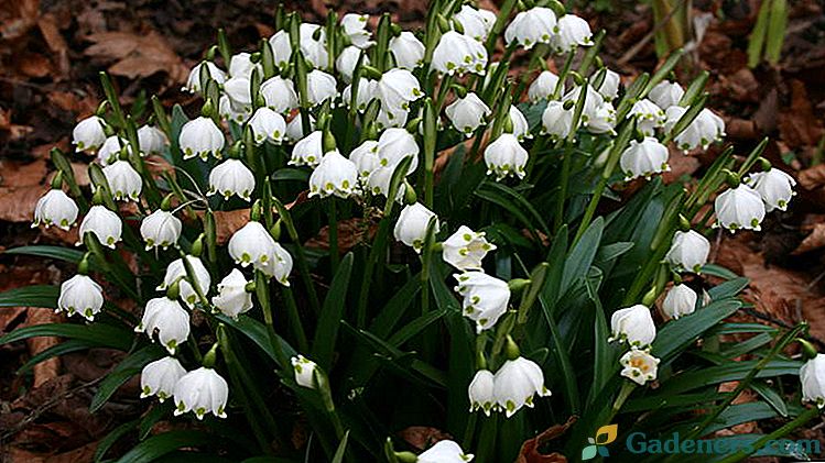 Kako saditi i uzgajati sorta bijele cvjetnice s fotografijama i opisima