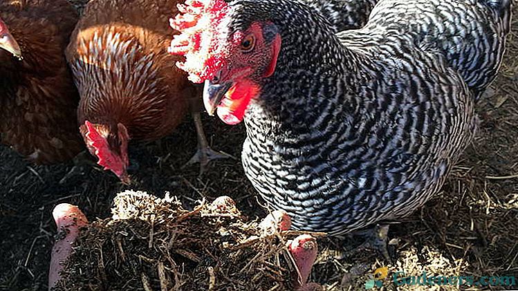 Како правилно хранити пилеће одводе, које биљке и када припремити раствор