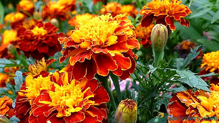 Kako posaditi marigoldi na sadnicama i na otvorenom terenu Vrste s opisima i fotografijama
