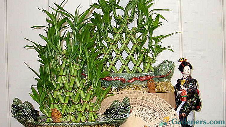 Jak uprawiać i pielęgnować bambus w domu Bambusowe lakiery do reprodukcji Jak sadzić