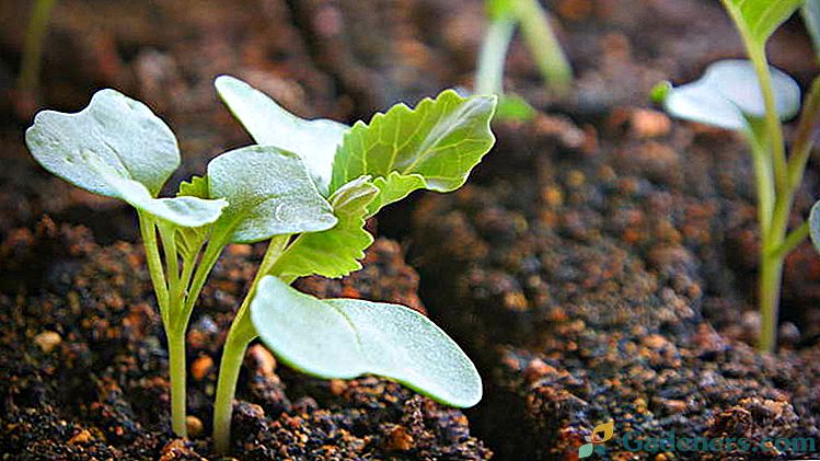 Ako pestovať sadenice kapusty doma Podmienky výsevu kapusta pre sadenice výsadba v zemi