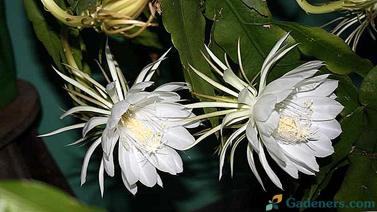Kaktuss Epiphyllum Mājas aprūpe Kā padarīt epiphyllum ziedu Foto sugas
