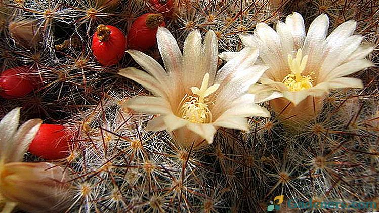 Mammillaria cactus Ako správne starať doma Reprodukcia Foto druh