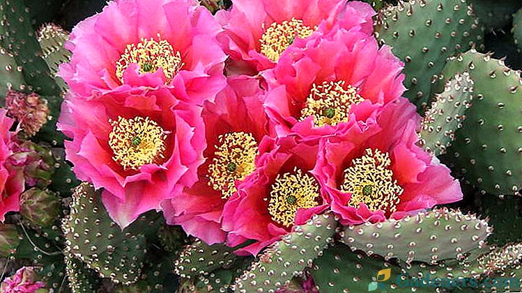 Kaktus kot hrustljava hišna negovalka Reprodukcija s potaknjenci Ogledi s fotografijami in imeni