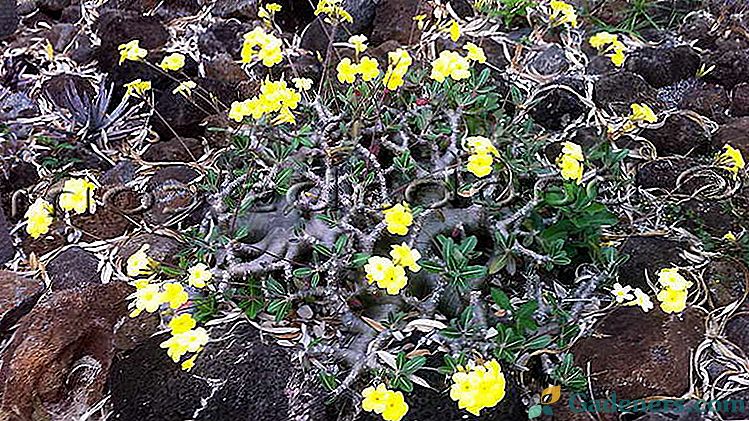 Kaktus pachypodium Domácí péče Reprodukce odrůzami Kultivace ze semen