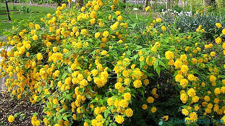 Kerria Japonijos pleniflora ir auksinė karališkoji nuotrauka Sodyba ir priežiūra atvirame lauke Dauginimasis