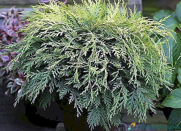 Lavson cypress elvudi Грижа за дома Култивиране от семена Засаждане и грижи