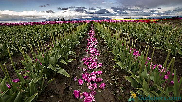 Kdy kopat a rostliny tulipány po kvetení Péče po rozkvětu v otevřeném terénu