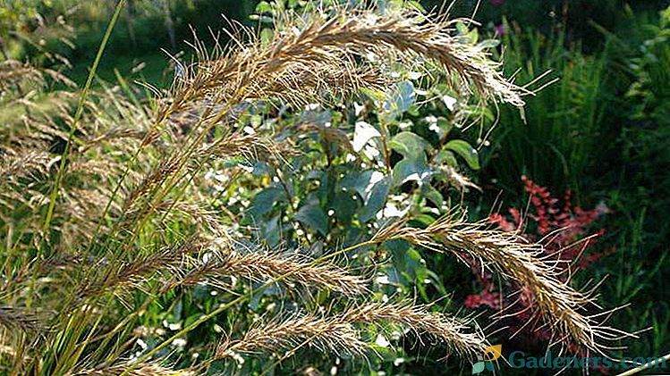 Piaszczysta i olbrzymia trawa pszeniczna Sadzenie i pielęgnacja w polu otwartym Uprawa z nasion