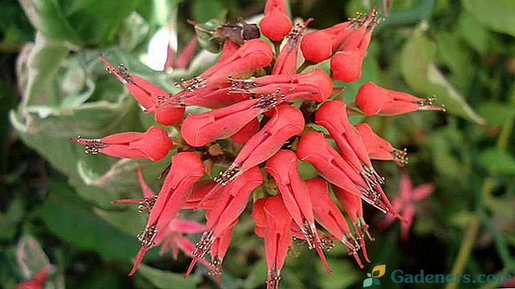 Kambarių gėlė pedilanthus titimoid priežiūra namuose Reprodukcija iš kirpimų Photo