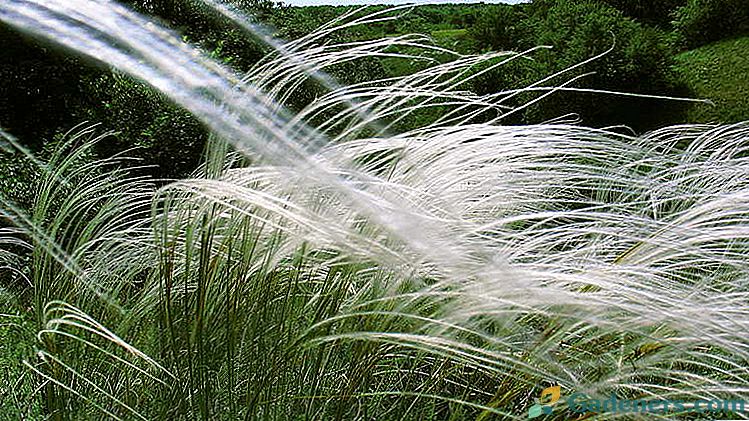 Gojenje perja iz semen saditev in oskrba v odprtem prostoru vrste perja trave s fotografijami in imeni