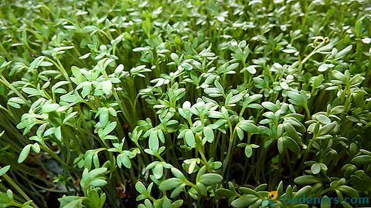 Cress salad Kultivácia semien na parapete v zime doma Najlepšie odrody