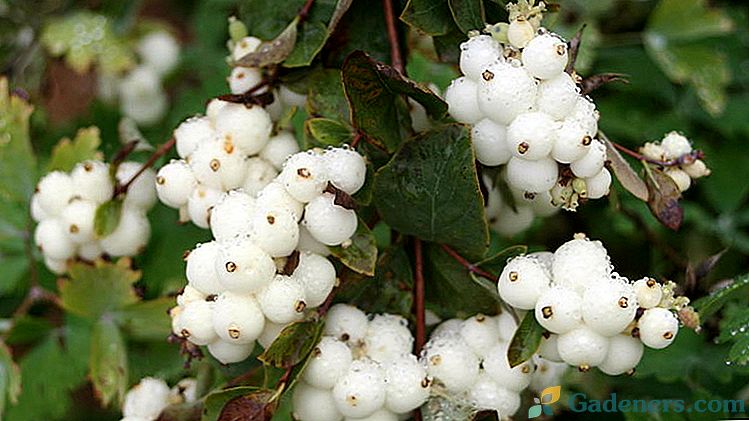 Krzew snowberry sadzenia i pielęgnacji w otwartym polu Zdjęcie i opis