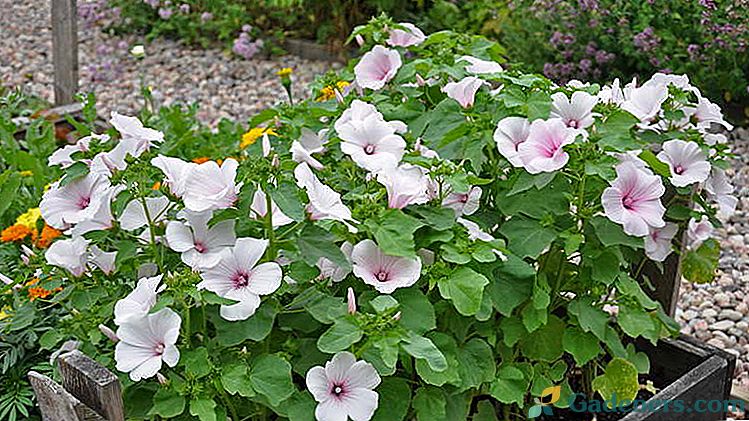 Lavatera záhradná ruža Pestovanie zo semena Pri vysadení na sadenice Výsadba a starostlivosť na otvorenom poli